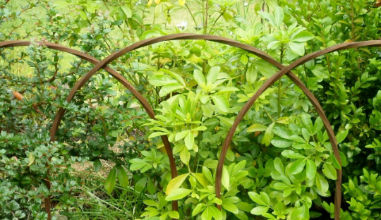 Rusticks Mayfield Garden Edging Hoops sold in a set of six hoops. 32 cm wide.
