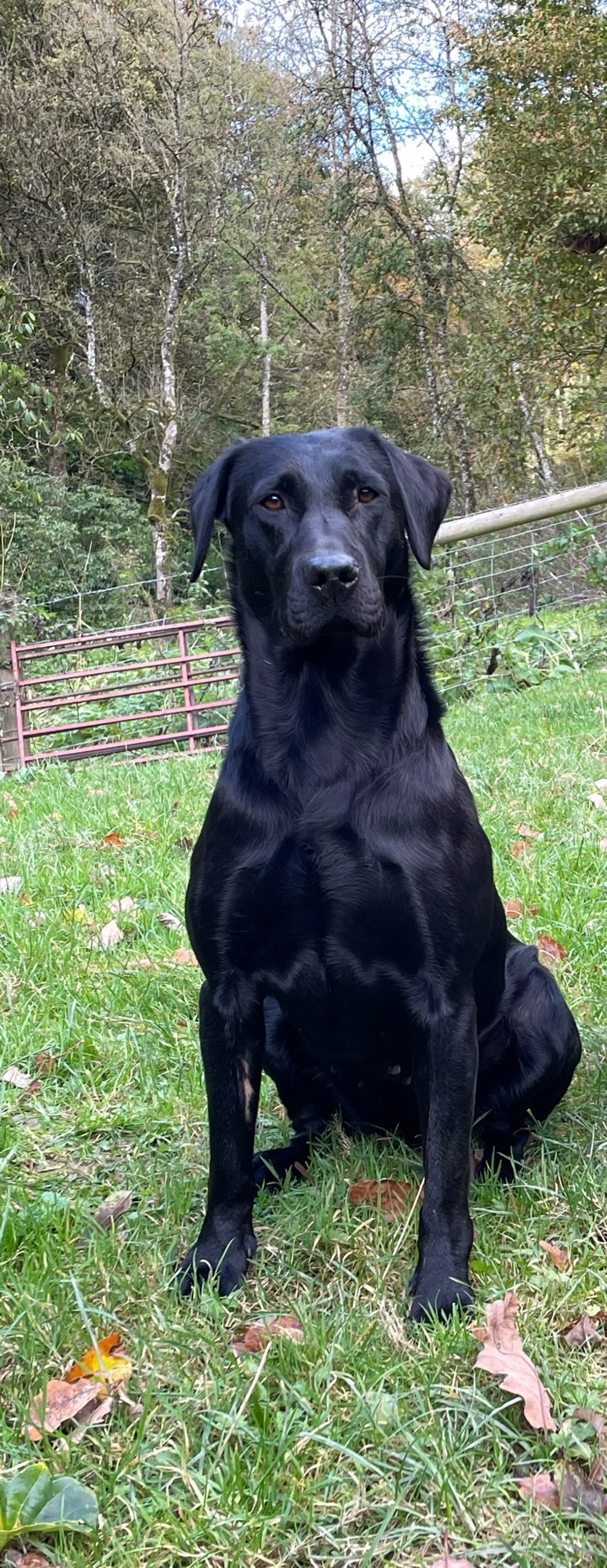ftch labrador puppies