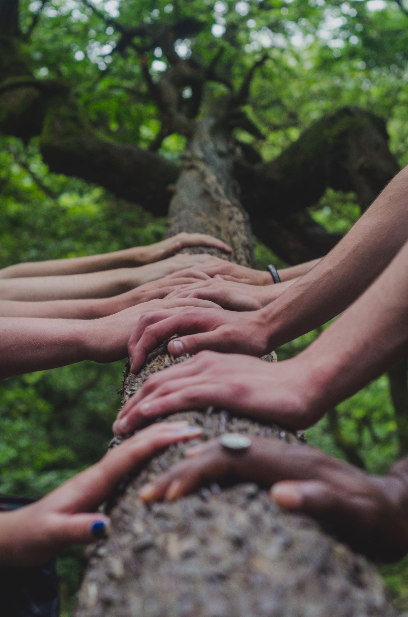 Close up of a tree branch with several people's hands on it