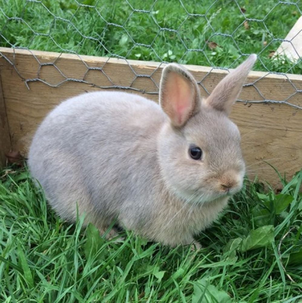 Netherland dwarfs