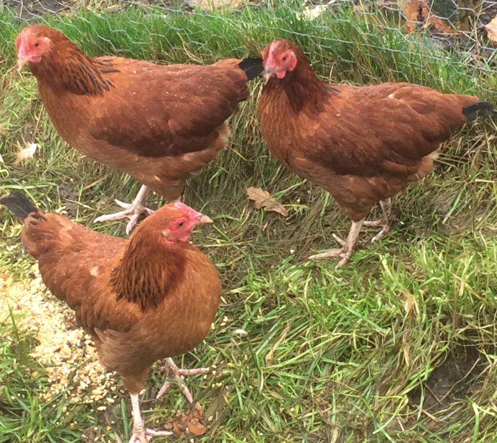HYBRID BANTAMS