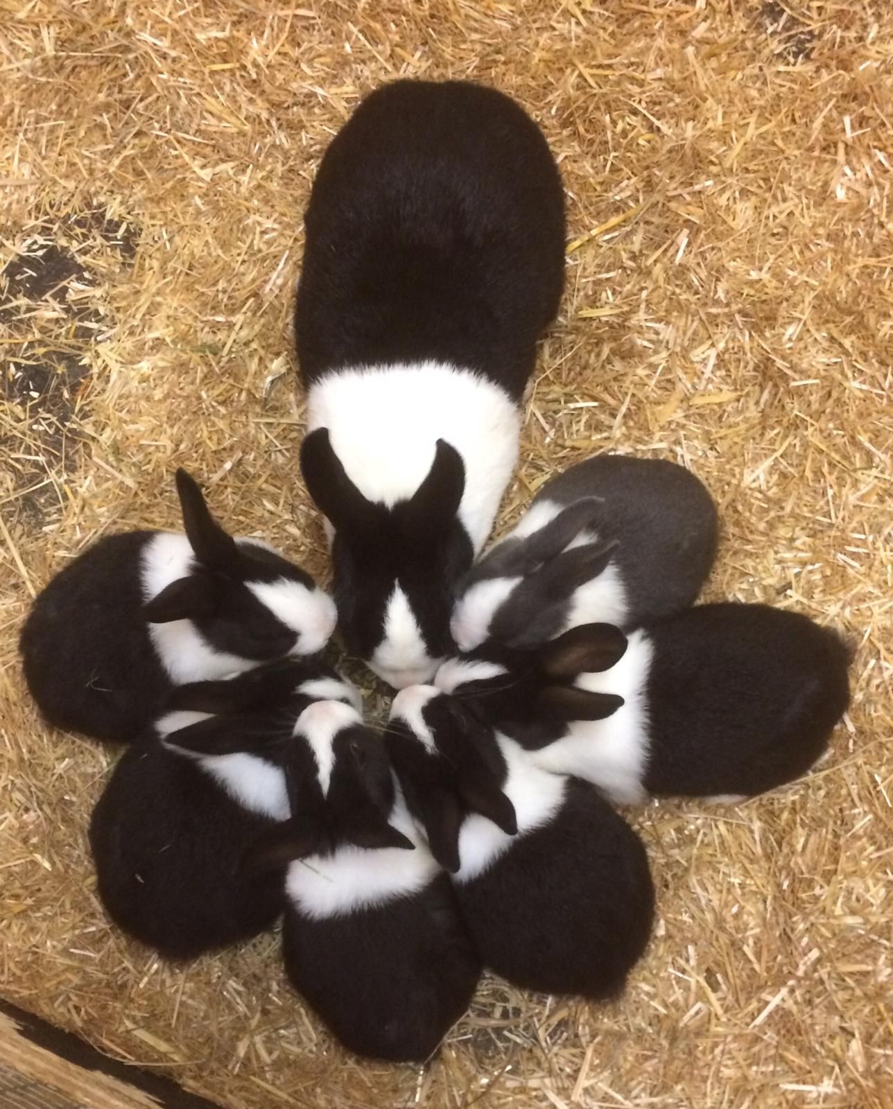 Dutch Rabbits