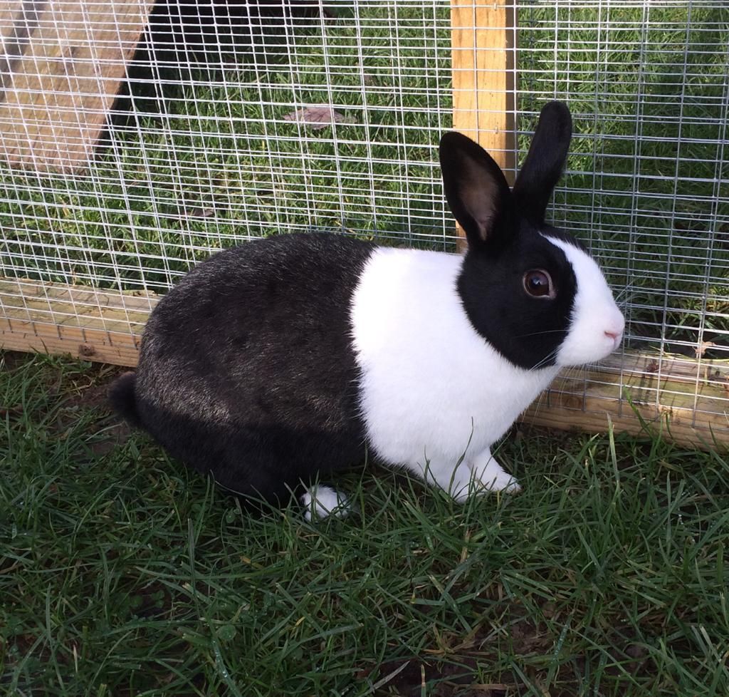 Blue dutch rabbit sales