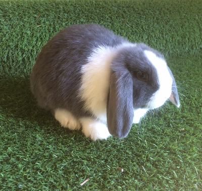 Bunnies ready for new homes