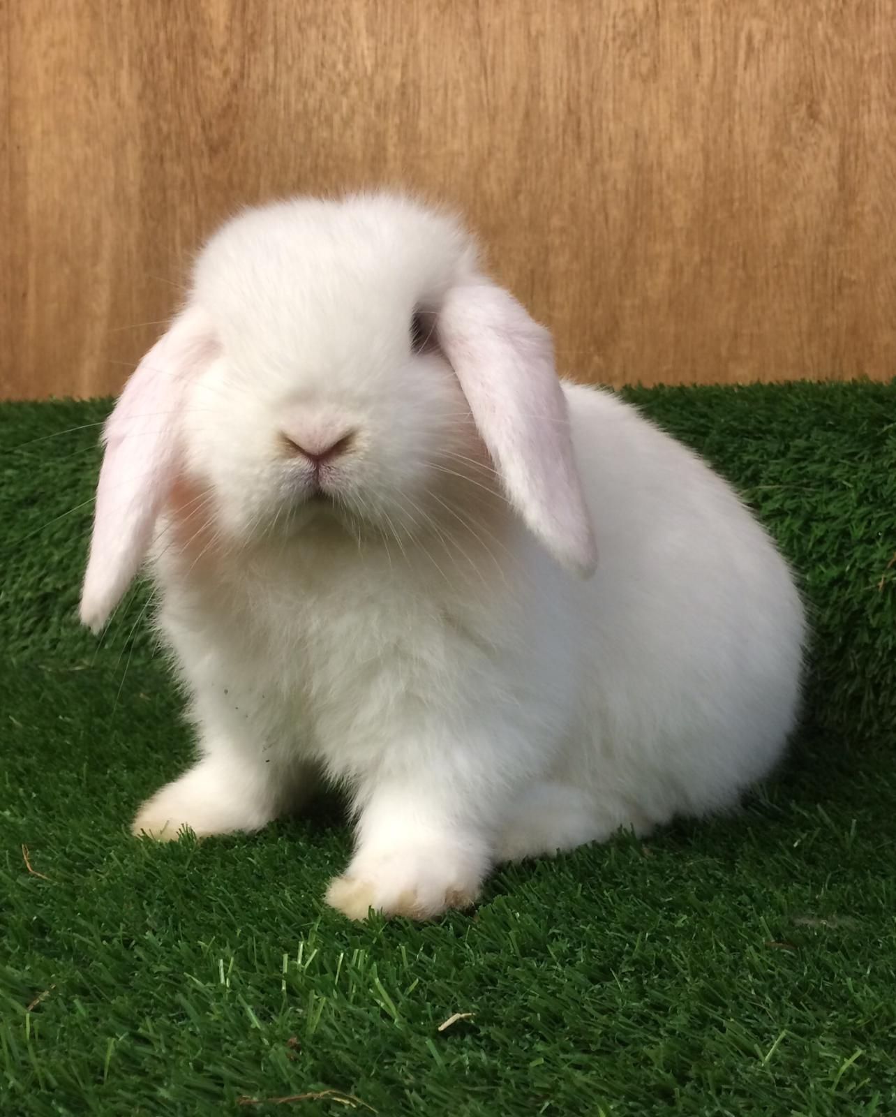 White mini lop clearance