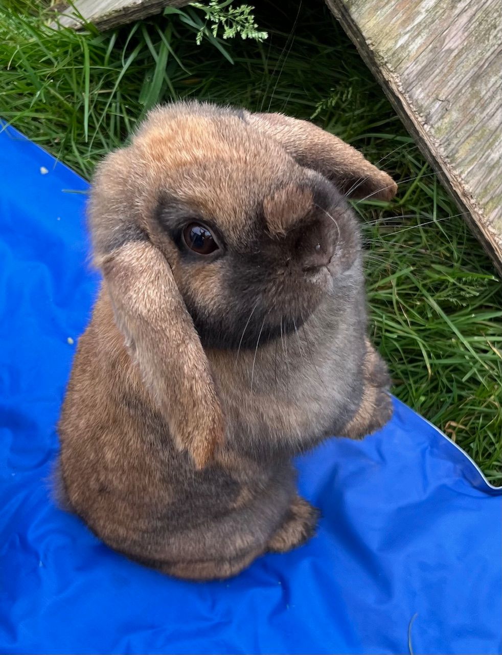 bunny poppy