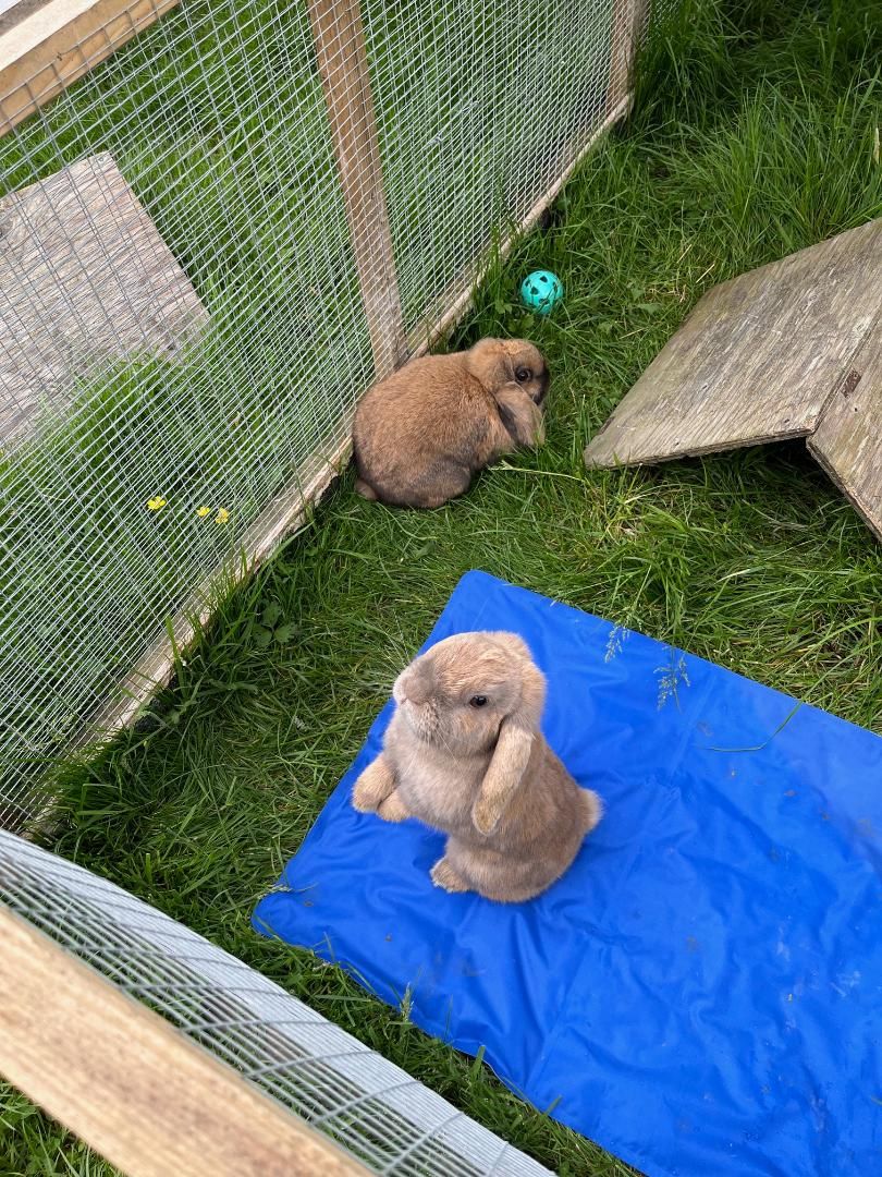 bunny poppy and friend