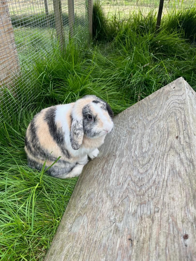 bunny stripes
