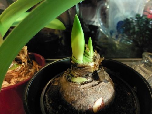 An amaryllis bulb with two flower stems starting to emerge.