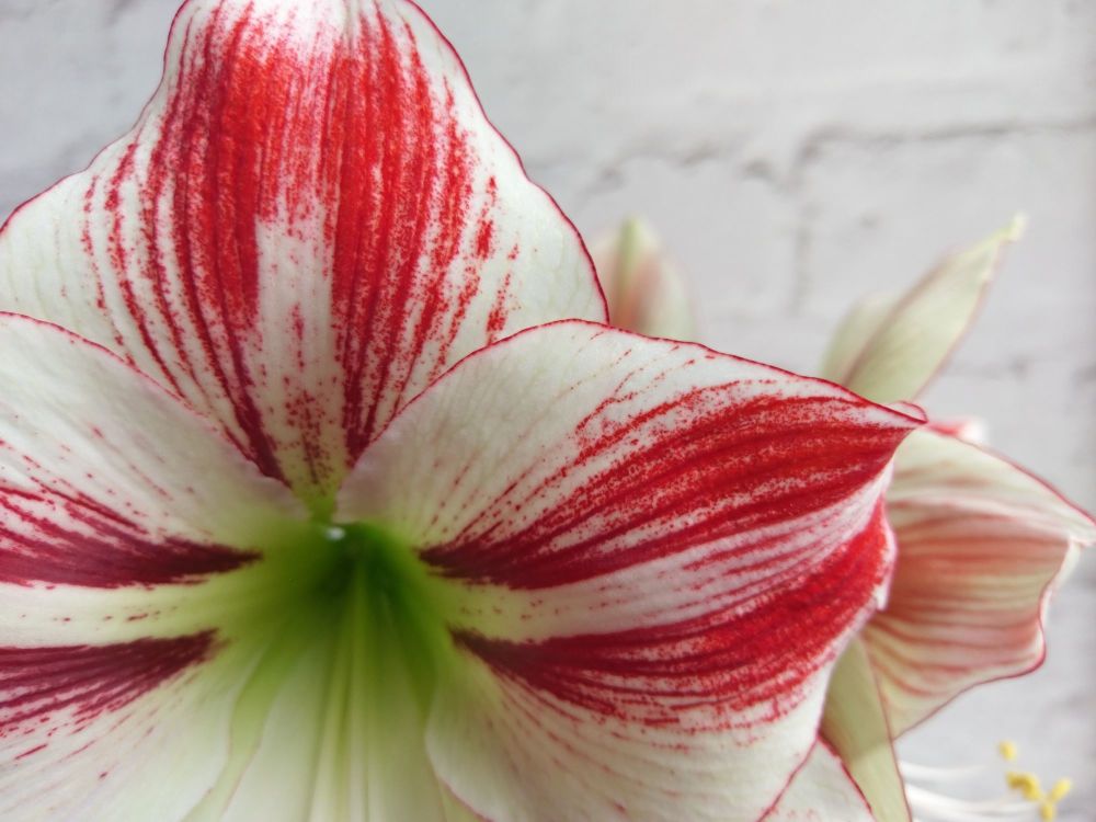A close up of an amaryllis flower. The petals are white with red streaks and a fine red edging.