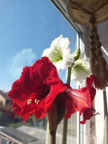 Two flowering amaryllis bulbs on a windowledge. One is Red Lion (bright red) and one is Christmas Gift (bright white).