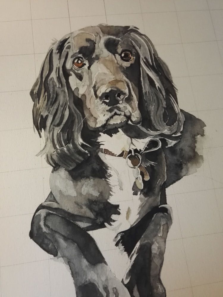 Pet portraits