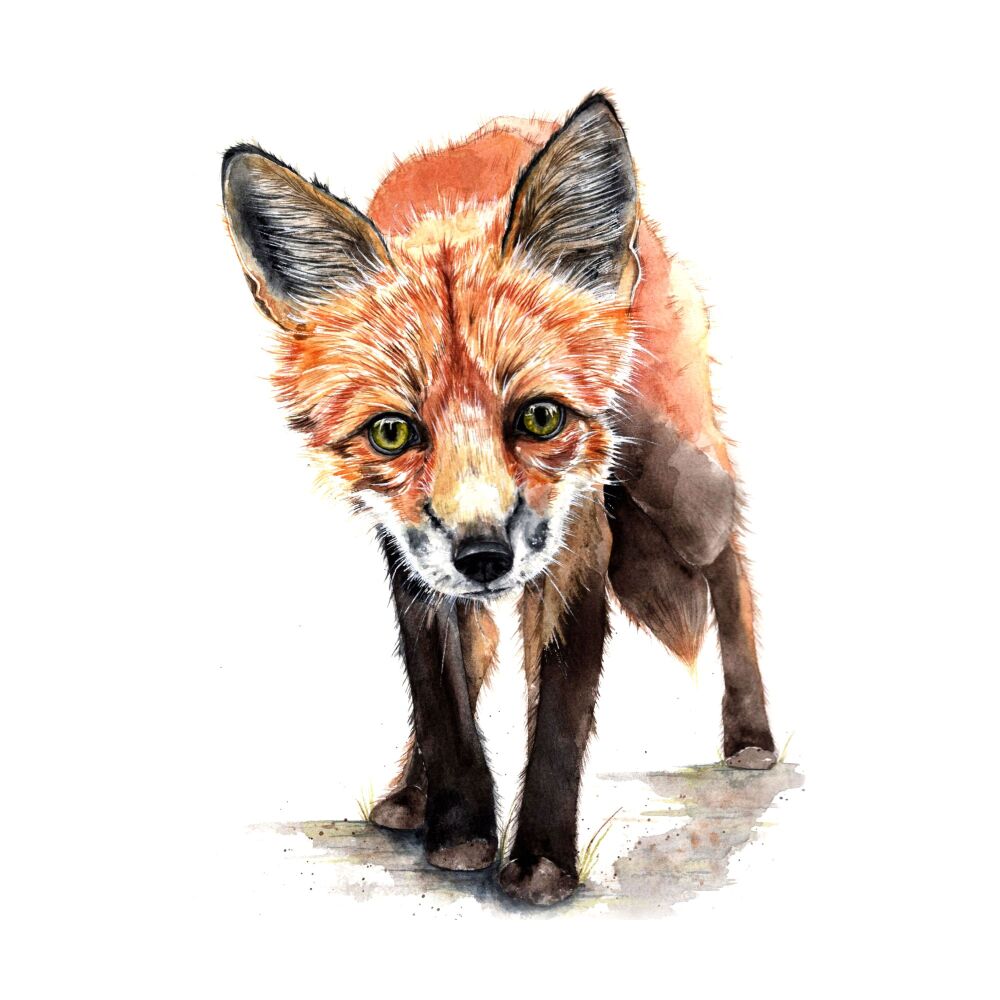 CGAS - 016C Mr Fox