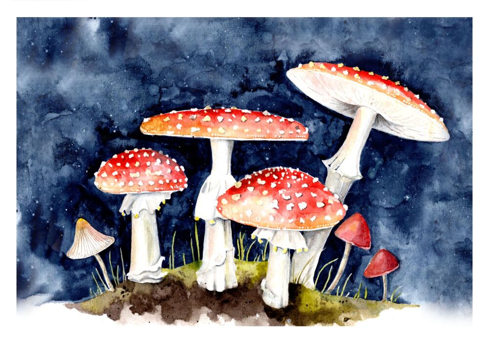 BP - 013P Toadstools