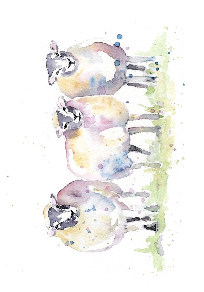CGAS - 001P Baa