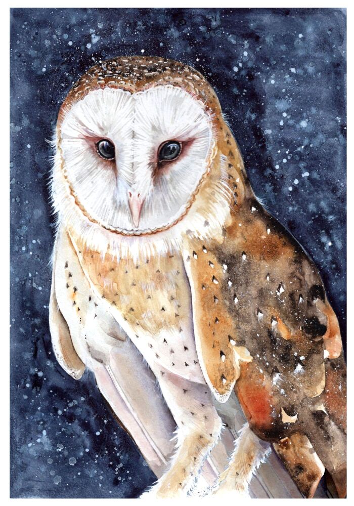 CGAS - 002P Barn owl