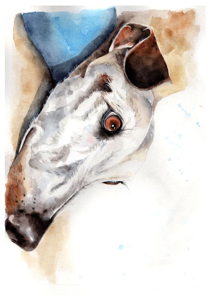 CGAS - 003P Greyhound