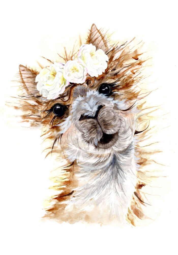 CGAS - 007P Alpaca