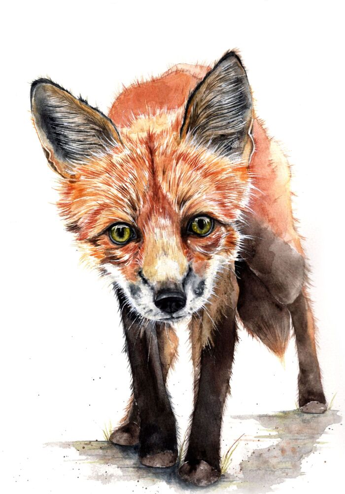 CGAS - 008P Mr Fox