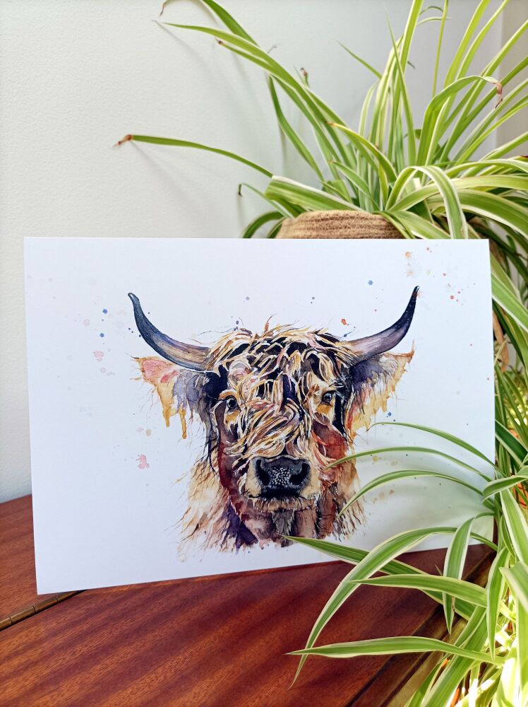 CGAS - 011P Highland cow