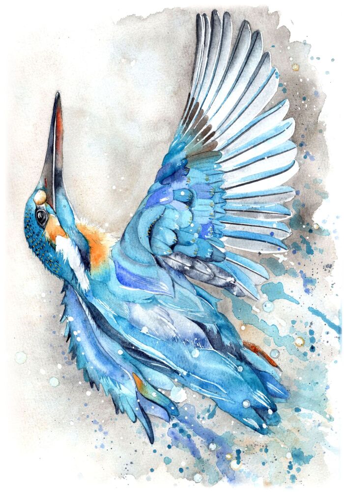 CGAS - 012P Kingfisher