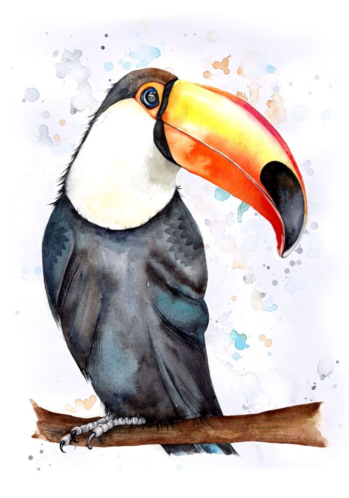 CGAS - 022P Toucan
