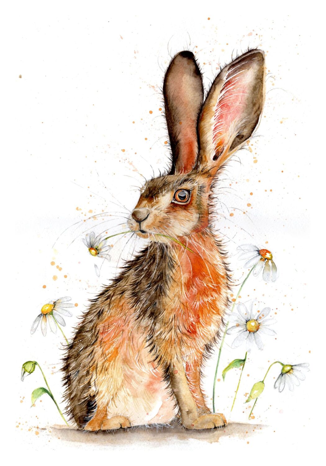 CGAS - 028P Hare and daisies