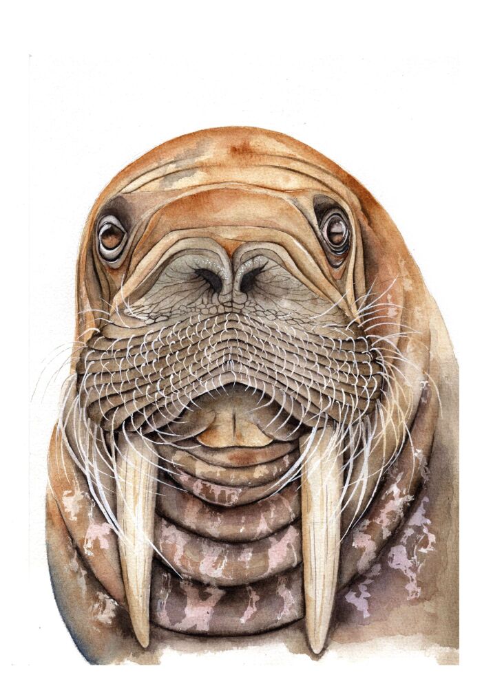 CGAS - 029P Walrus Walter