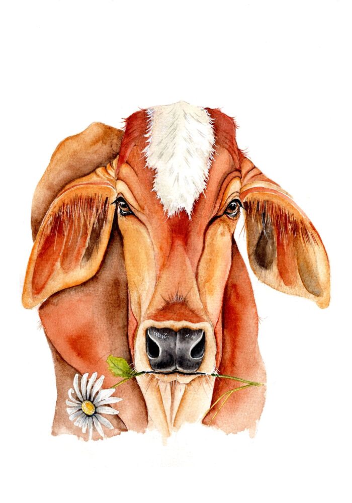 CGAS - 030P Indian cow