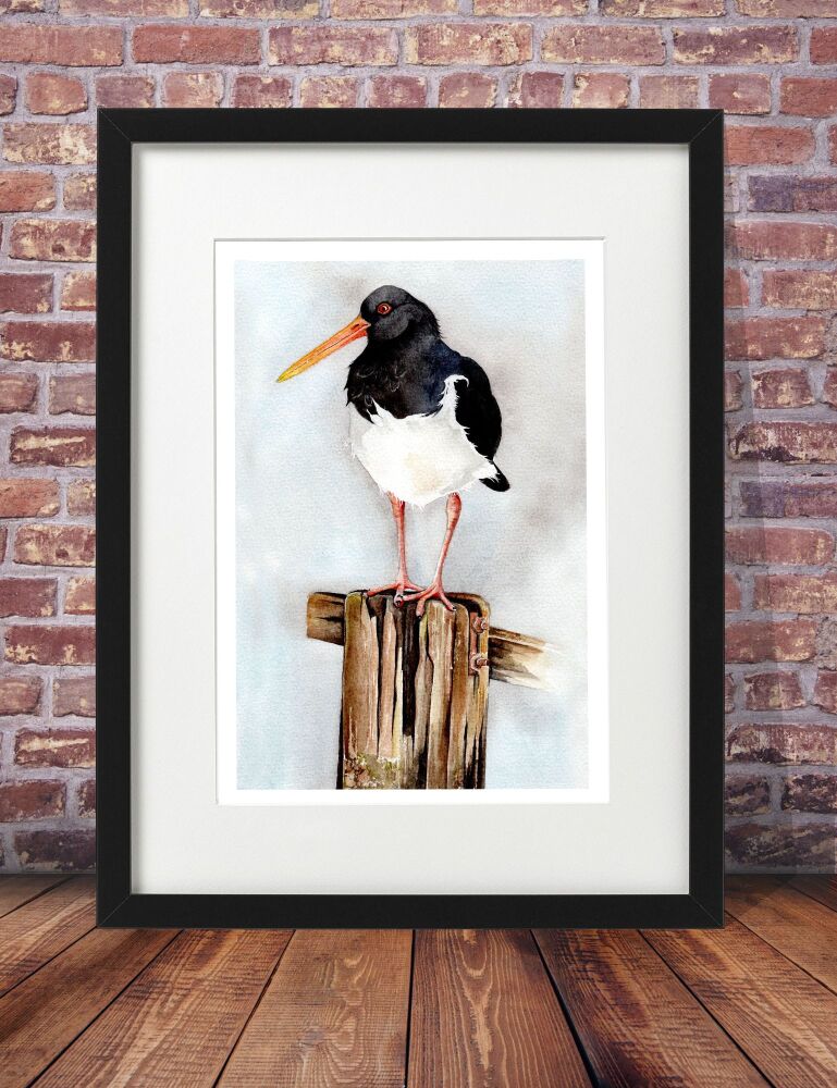 CGAS - 031P Oyster catcher