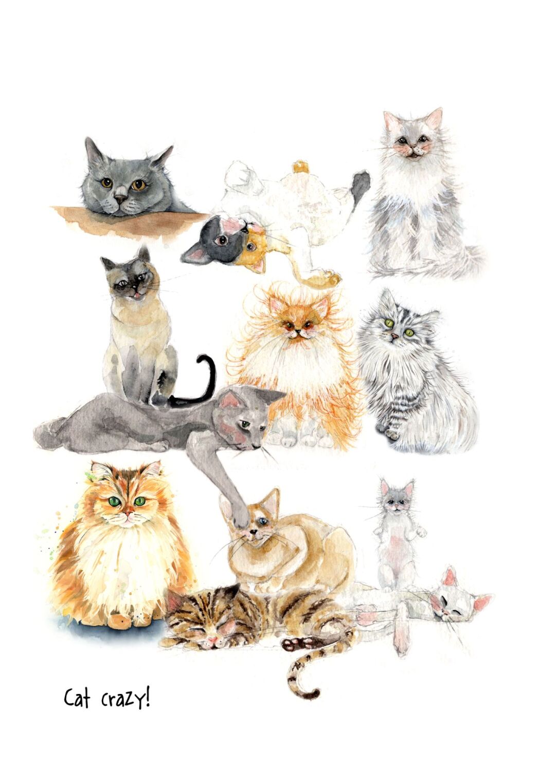 EDL - 007P Cat crazy