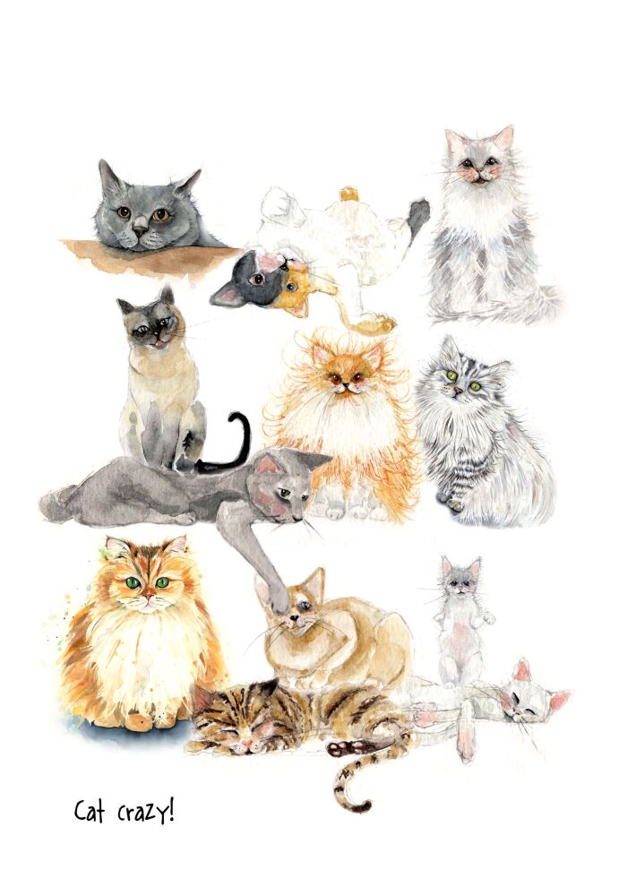 EDL - 007P Cat crazy