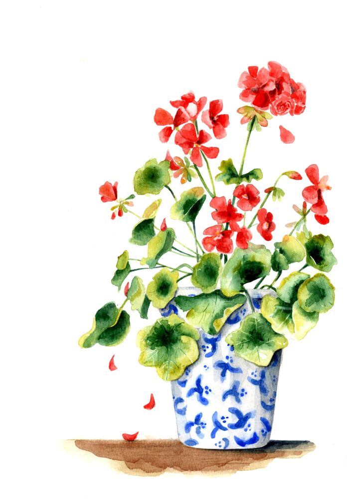 EDL - 020P Geraniums