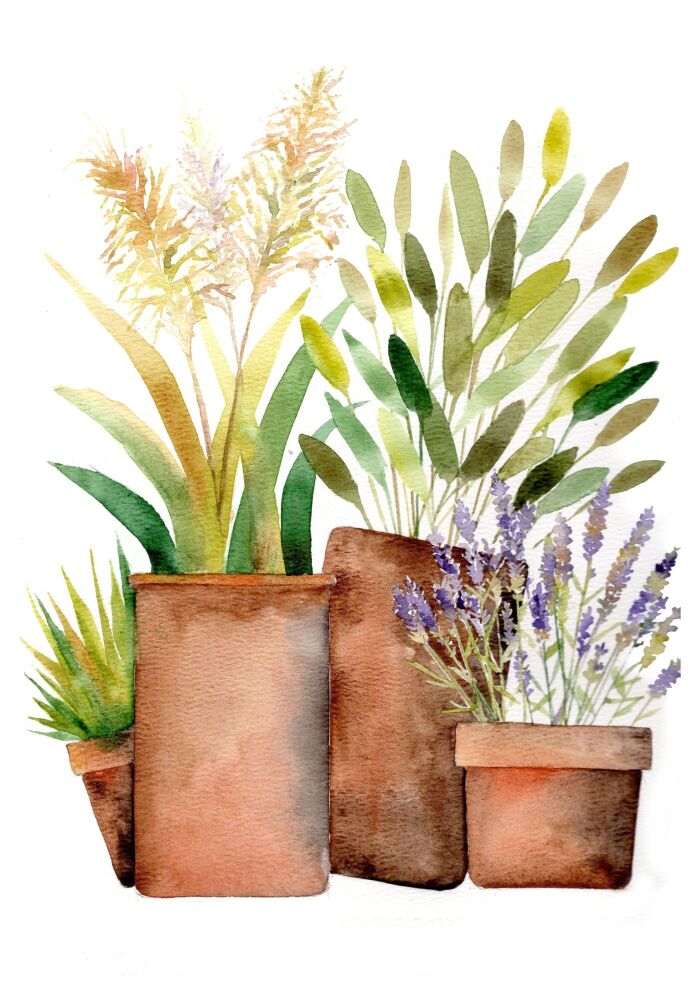 EDL - 021P Pots and plants