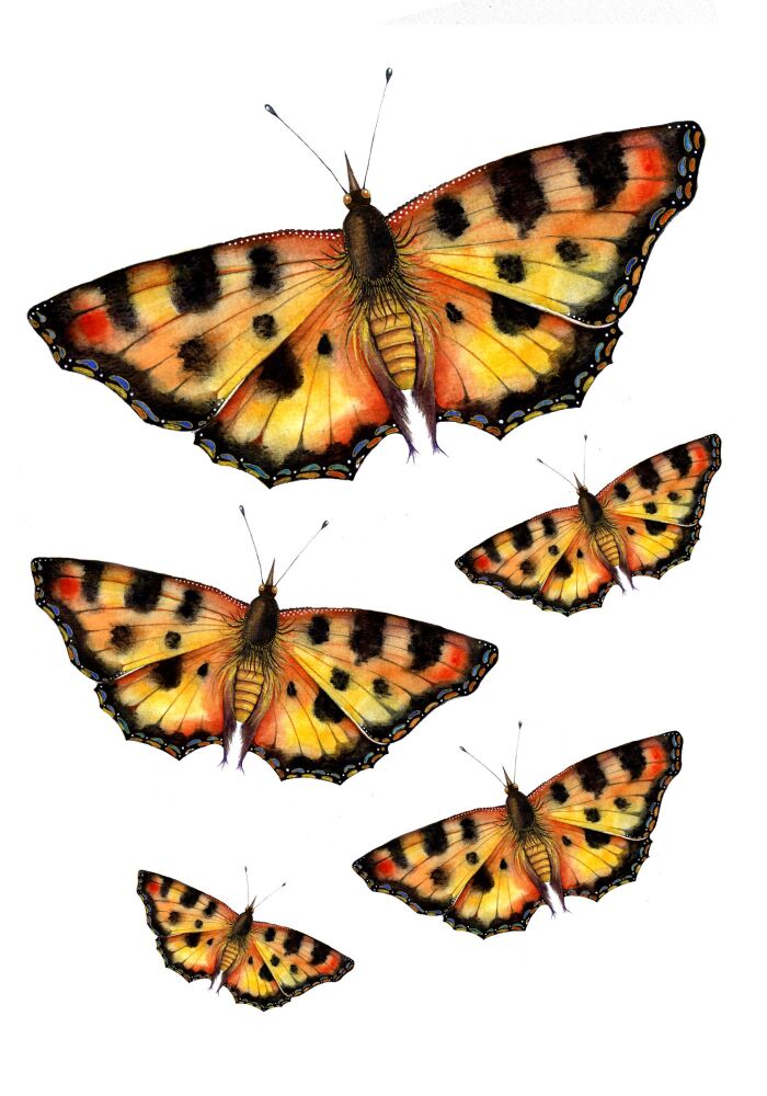 (I) Adults and kids watercolour painting club - Saturday MAY 30th BUTTERFLIES AND MOTHS THEME