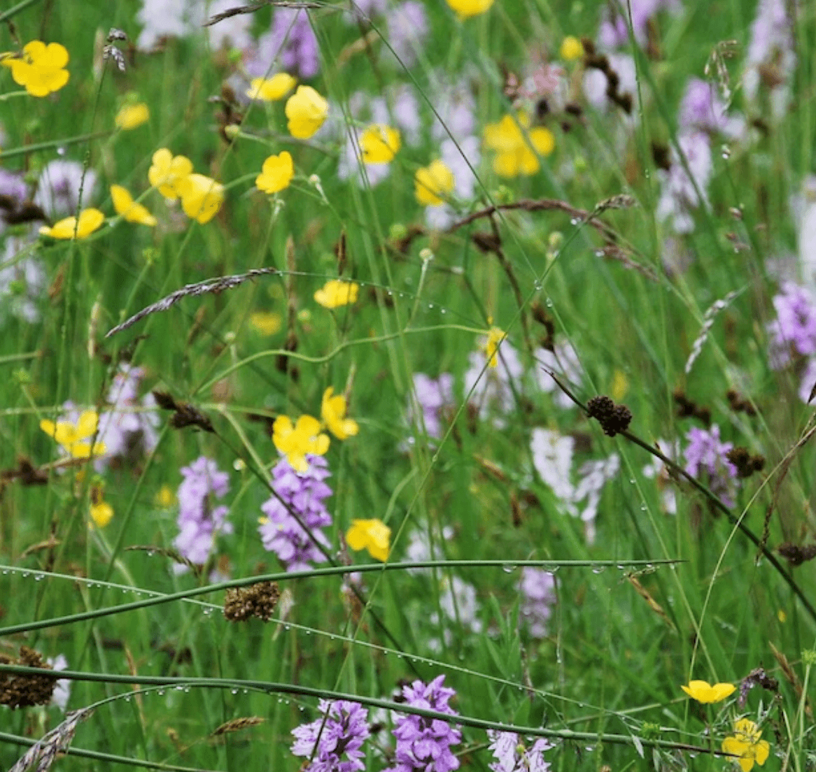 43m2 of Wildflowers, Wetlands and Wildlife Habitat Restored by Xander Kostroma in the UK