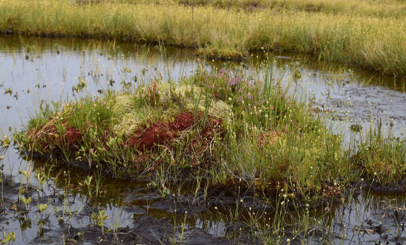Wildflowers, Wetlands and Wildlife restoration with Xander Kostroma