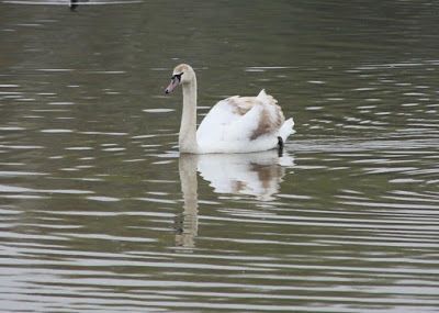 swan