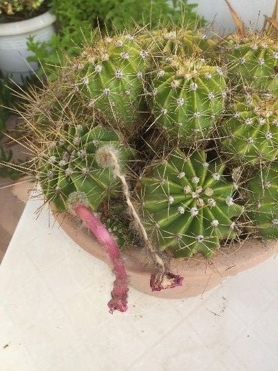cactus after flowering