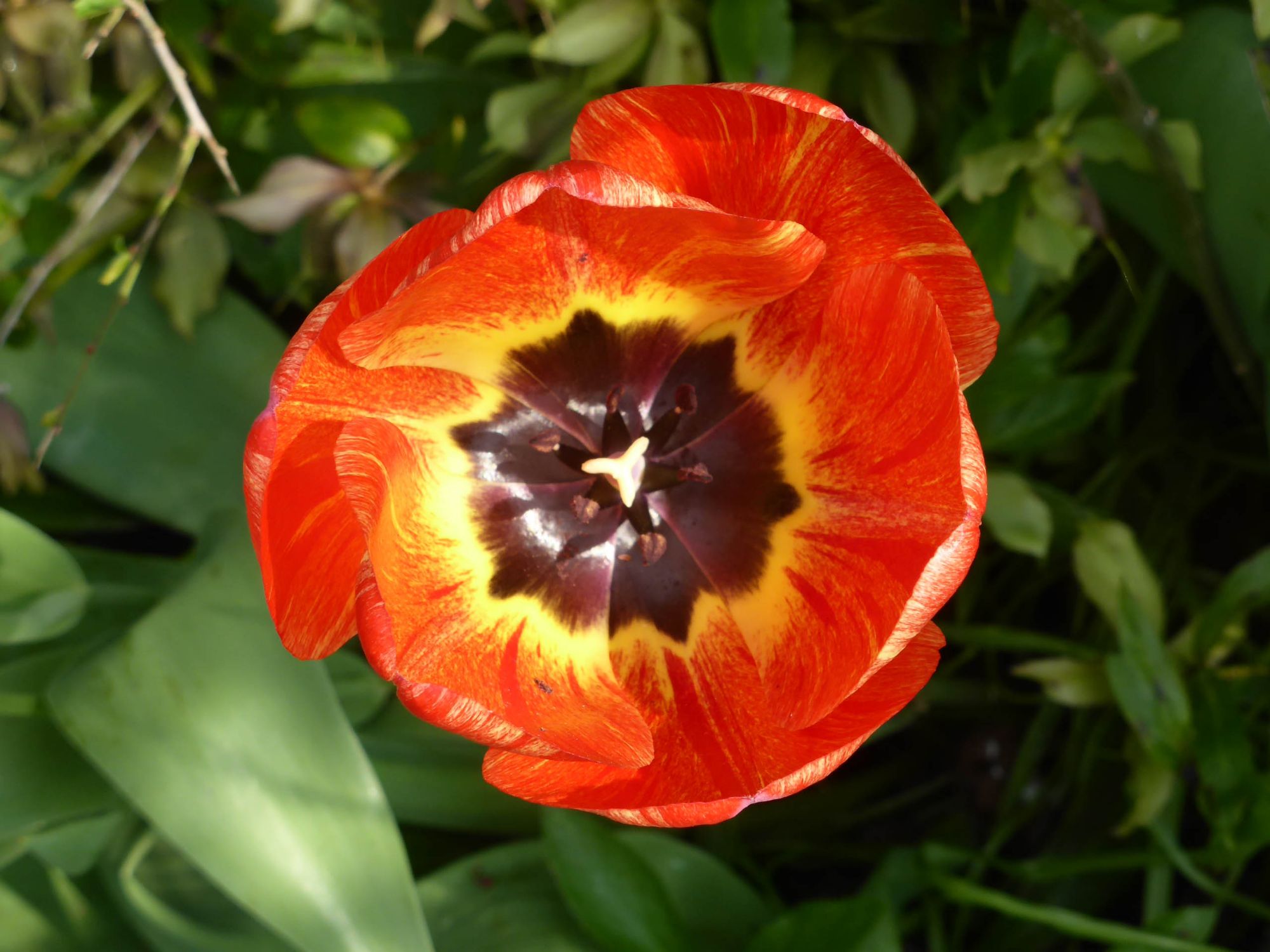 flower