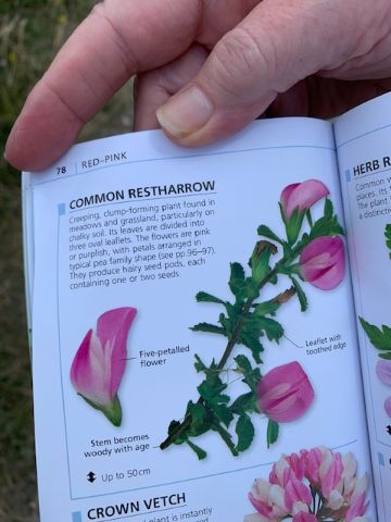 flower reference book
