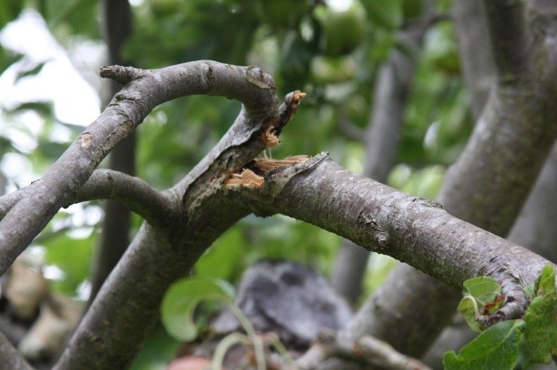 broken branch