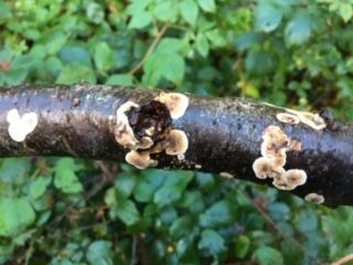 fungus on a branch