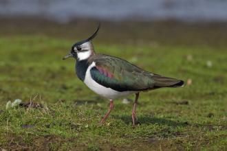 lapwing