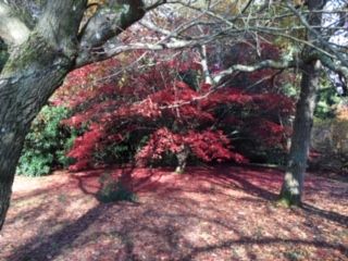 red tree