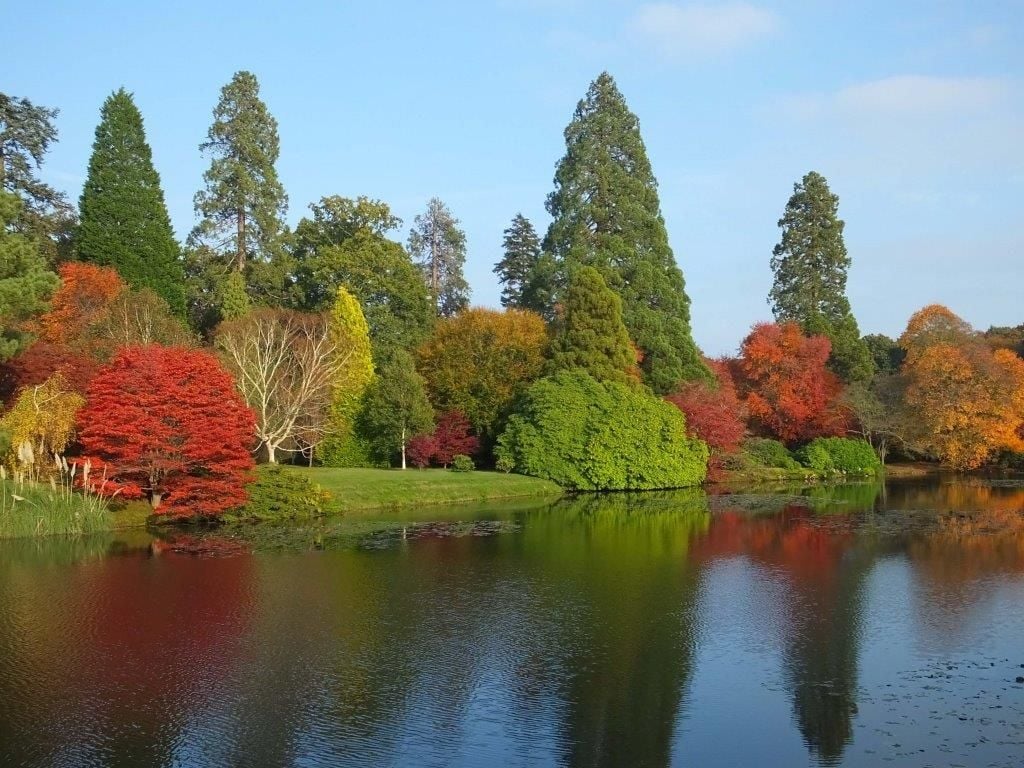 aumtumnal trees