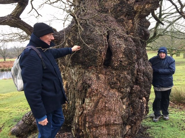 tree