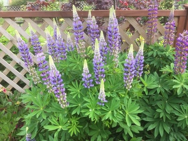 lupins