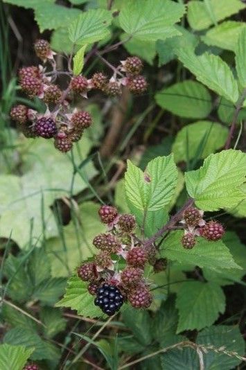 blackberries