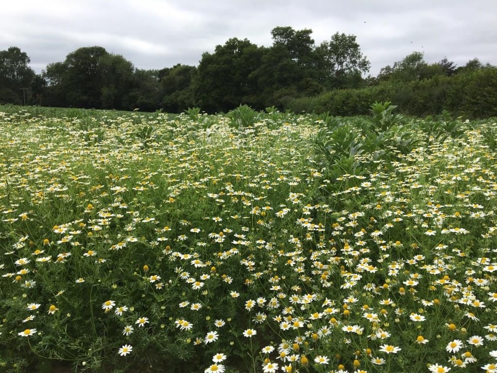 daisies
